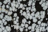 Polished Snowflake Obsidian Section - Utah #114198-1